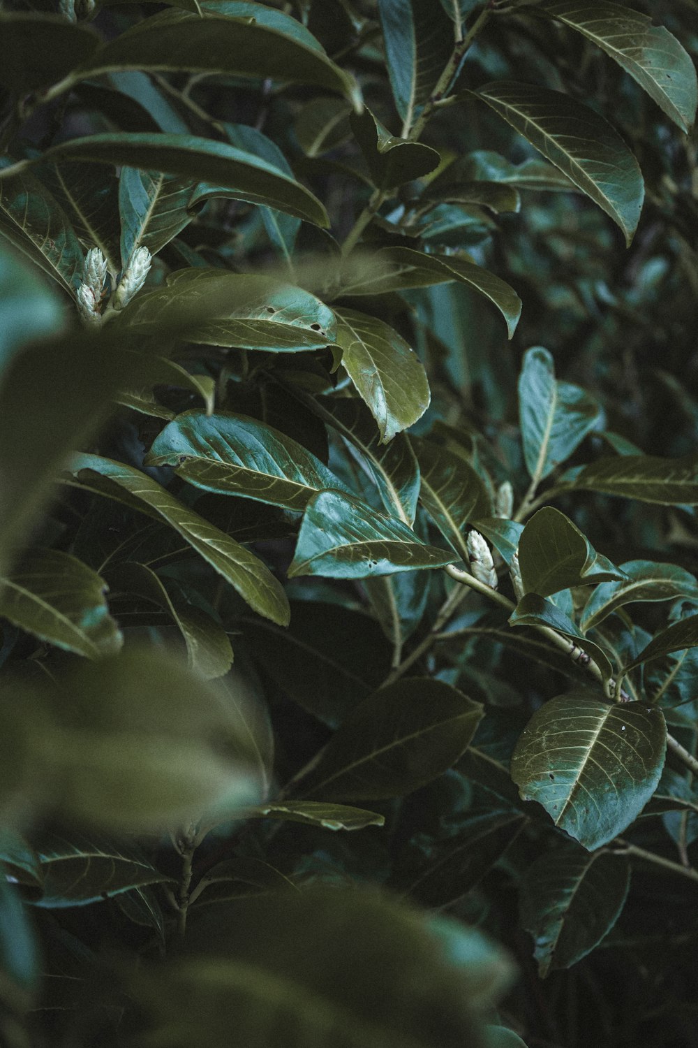 grayscale photo of green leaves