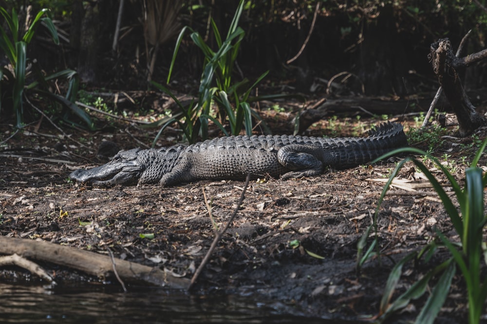 Schwarzes Krokodil auf grünem Gras tagsüber
