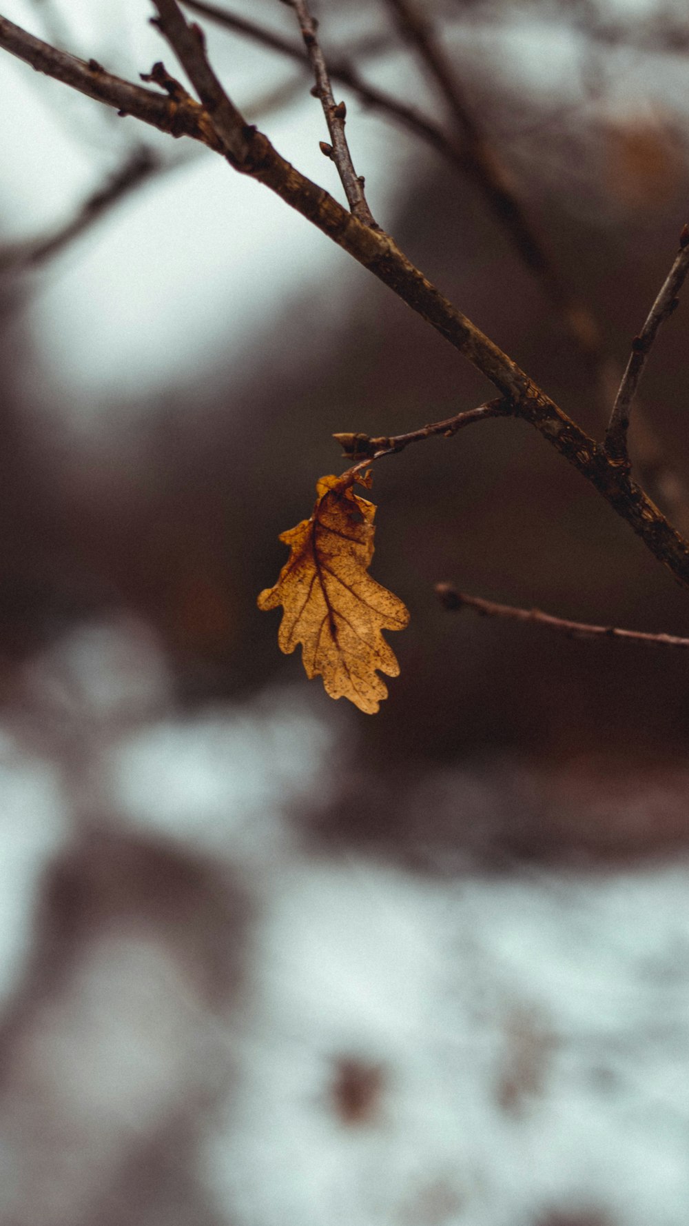 brown leaf on brown tree branch