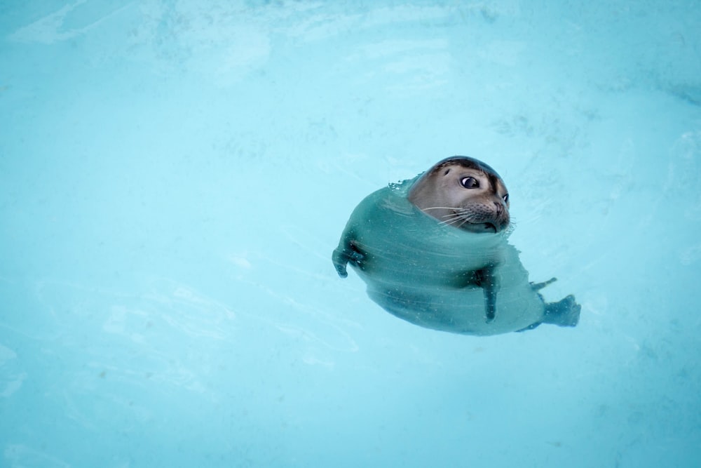 Seelöwe tagsüber im Wasser