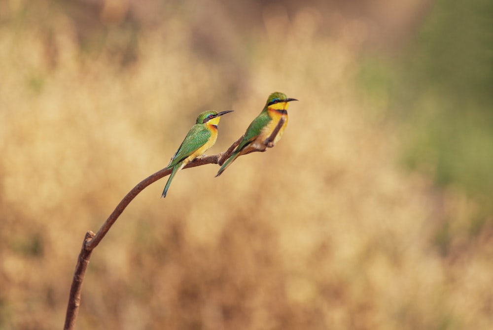 green and brown bird on brown tree branch