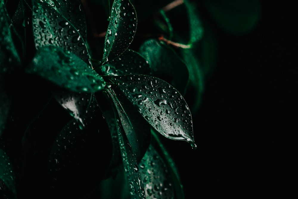 water droplets on green leaf plant