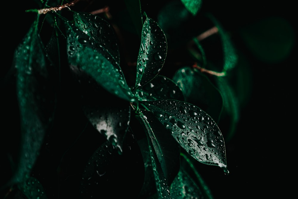 green leaf plant in close up photography