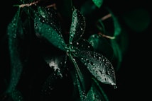Dark green leaves are covered with droplets of water, creating a fresh and natural appearance. The background is primarily black, highlighting the vibrant green of the leaves.