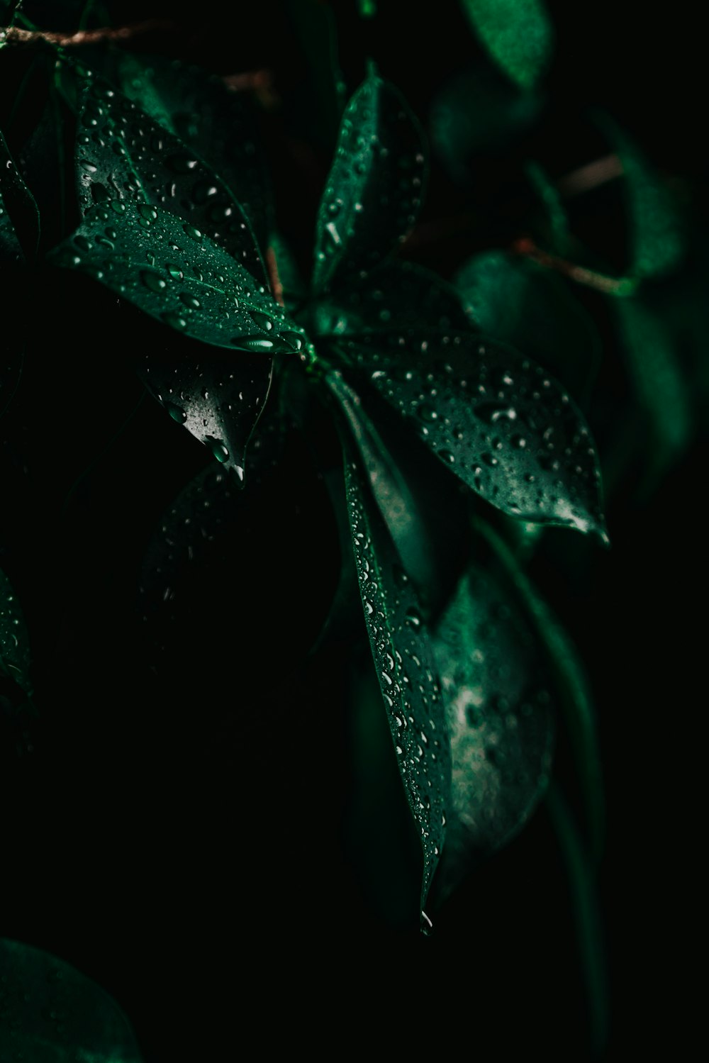 green leaf plant with water droplets