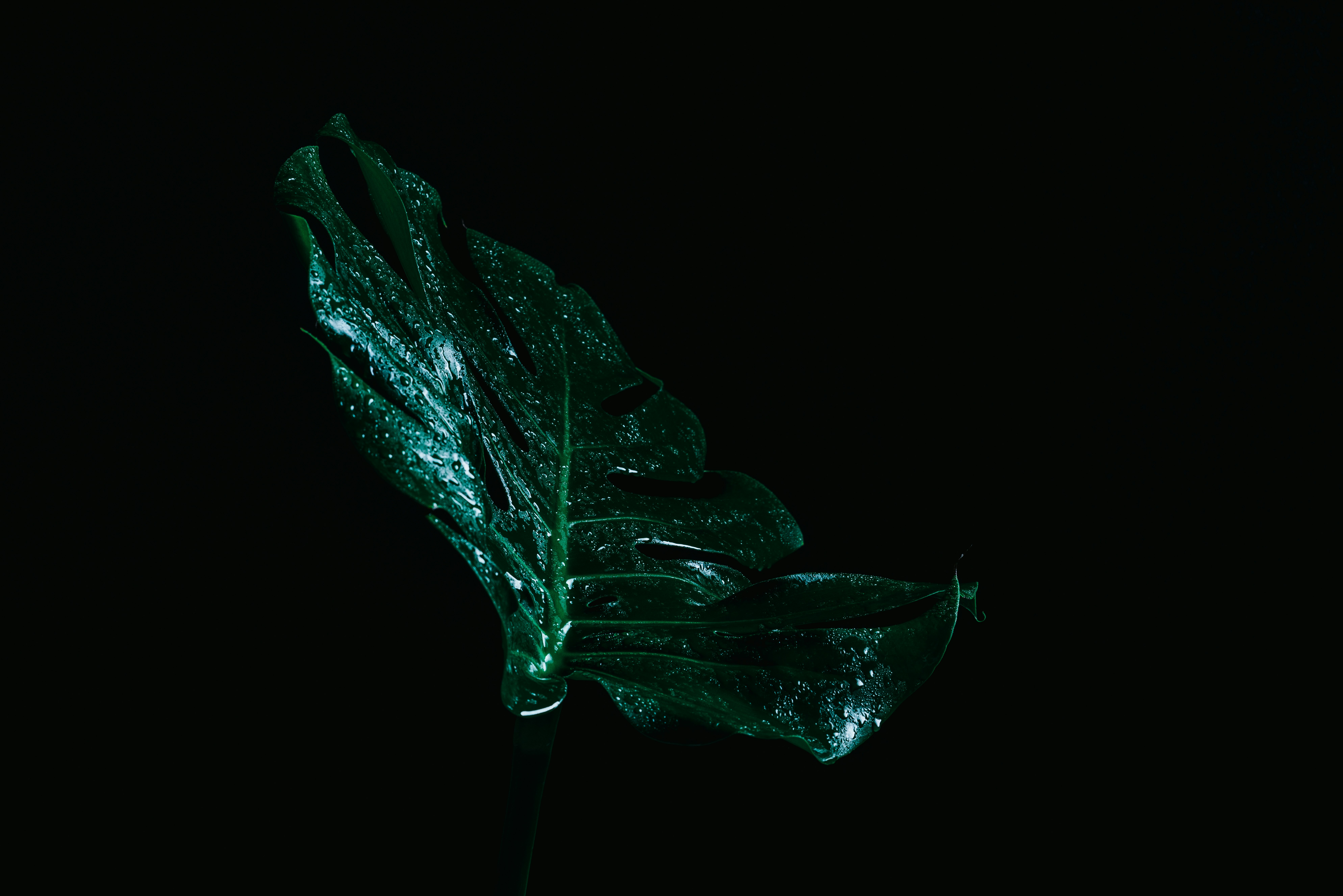 black and green leaf with water droplets