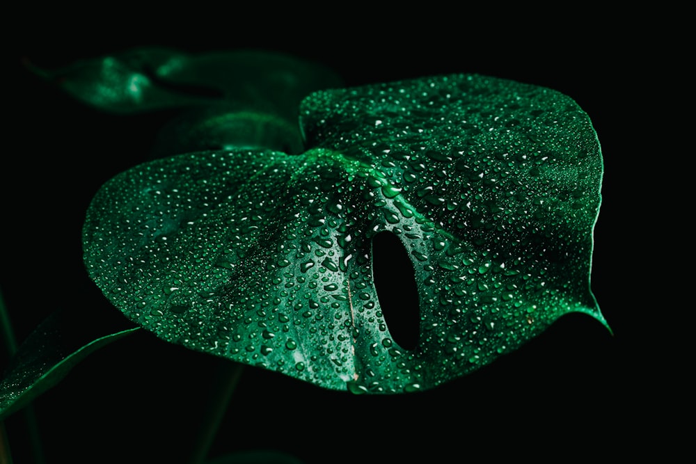 Wassertröpfchen auf grünem Blatt