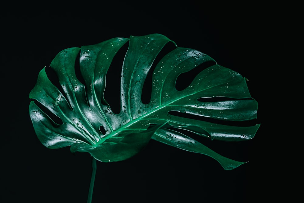 green leaf plant in close up photography