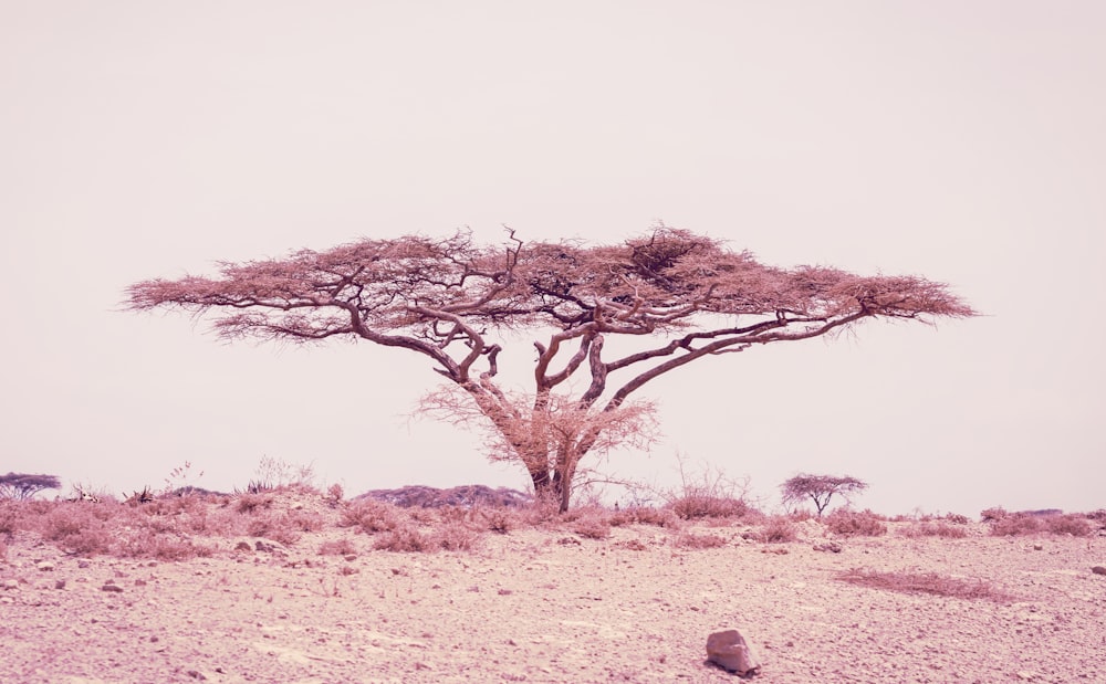 Arbre brun sans feuilles sur un champ brun