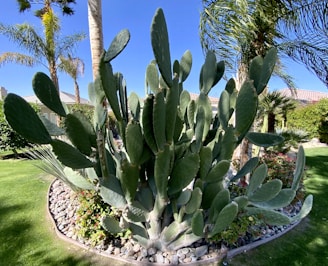 A large cactus plant is situated in a well-maintained garden surrounded by palm trees and various shrubs. The garden is lined with small rocks, and the backdrop includes a blue sky and rooftops of nearby houses.