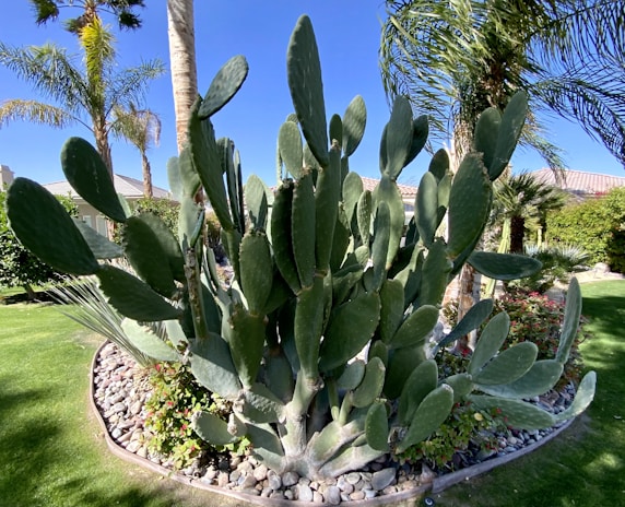 A large cactus plant is situated in a well-maintained garden surrounded by palm trees and various shrubs. The garden is lined with small rocks, and the backdrop includes a blue sky and rooftops of nearby houses.