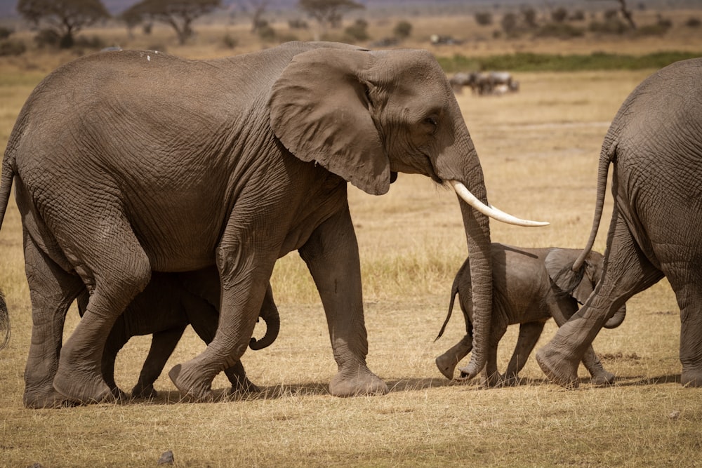 2 éléphants gris marchant sur un champ brun pendant la journée