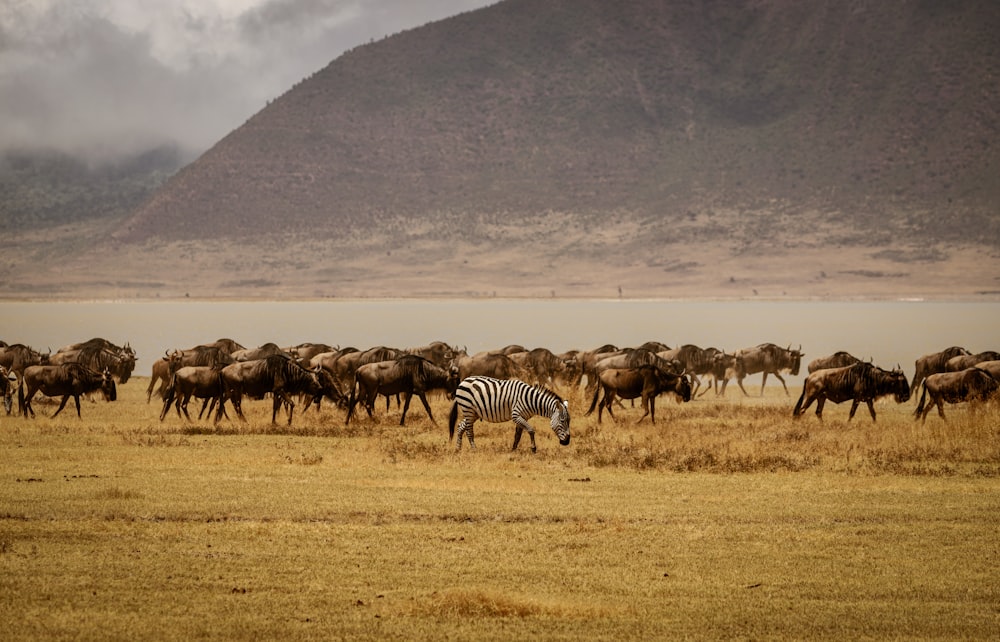 gruppo di zebra su campo marrone durante il giorno