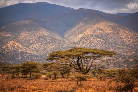 green trees on brown grass field near mountain during daytime