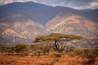 green trees on brown grass field near mountain during daytime