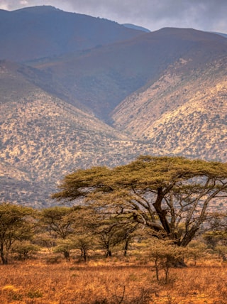 green trees on brown grass field near mountain during daytime