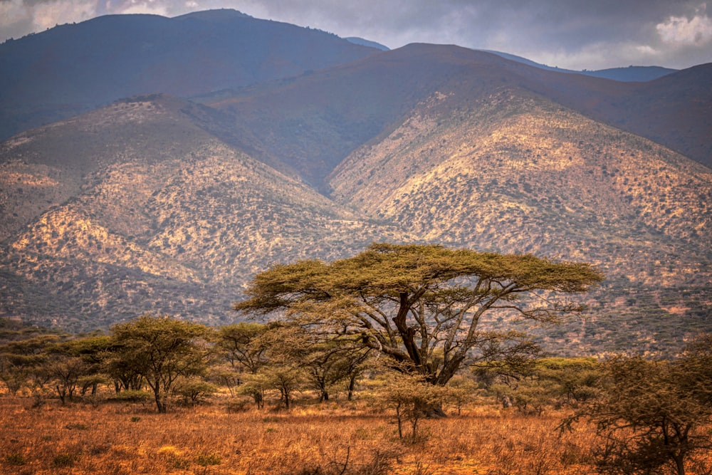 green trees on brown grass field near mountain during daytime