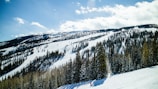 green pine trees on snow covered mountain under blue sky during daytime