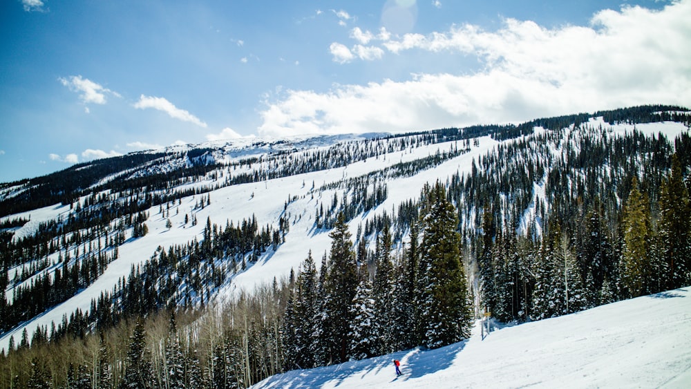 green pine trees on snow covered mountain under blue sky during daytime