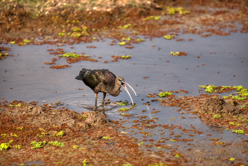 uccello nero sull'acqua durante il giorno