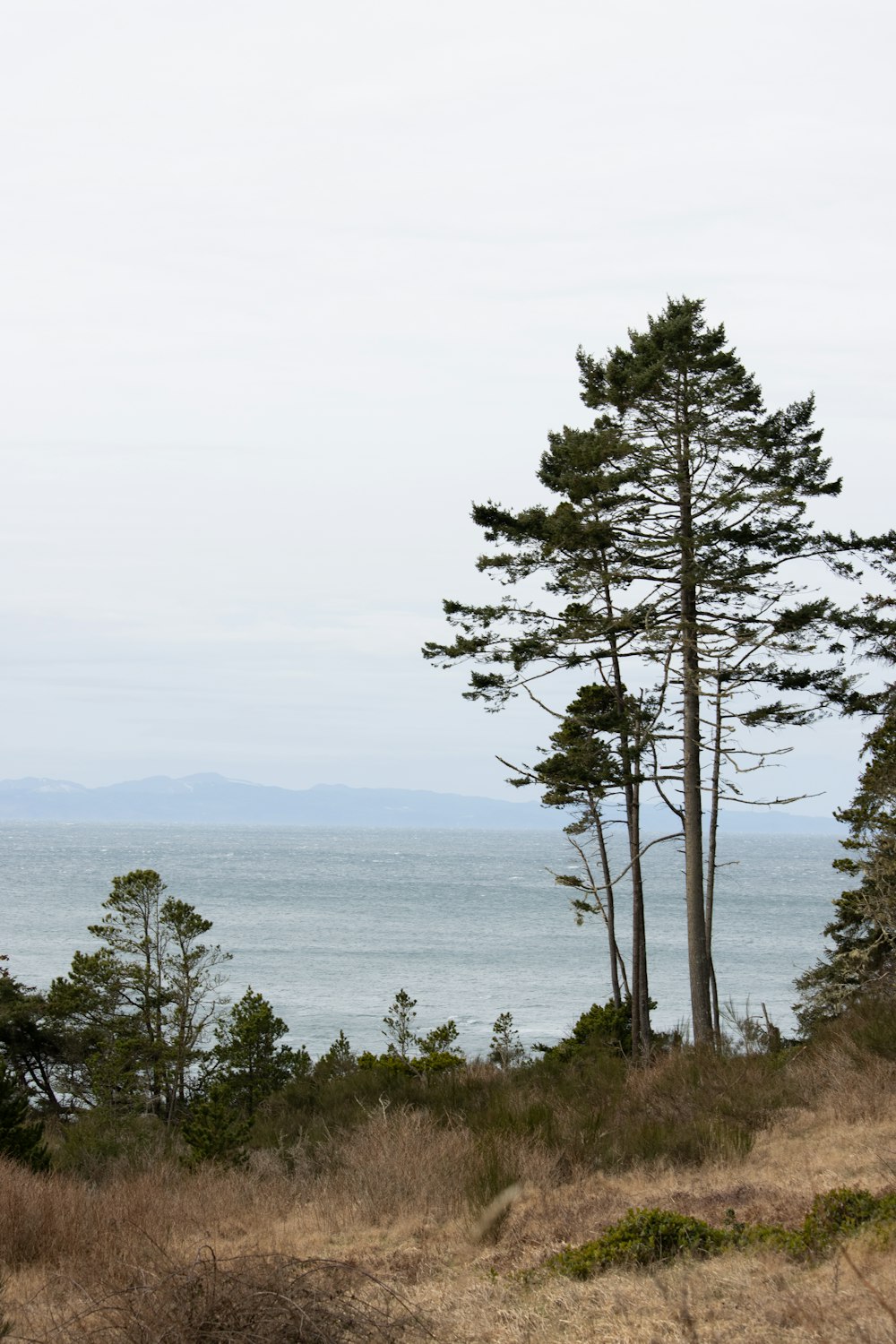 green tree near body of water during daytime