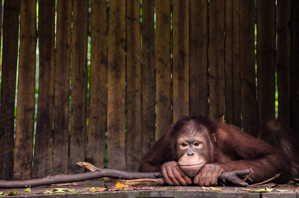 macaco marrom no galho marrom da árvore