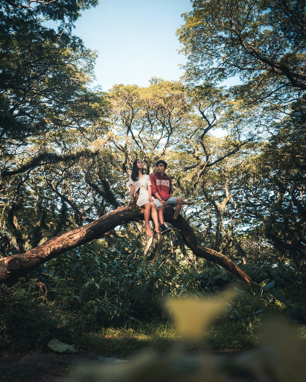 woman in pink dress sitting on tree branch during daytime