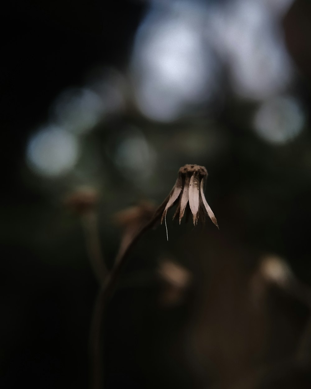 brown dried flower in tilt shift lens