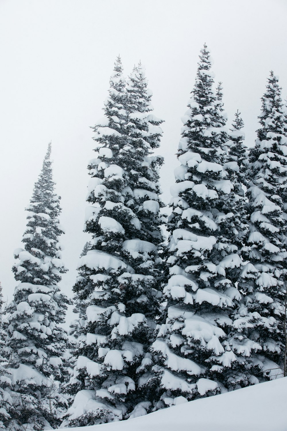 snow covered pine trees during daytime