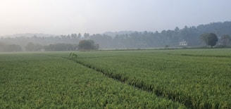 A vast expanse of lush green paddy fields stretches across the landscape, bordered by a line of tall coconut trees in the hazy background. A small house is nestled within the trees, adding a rural charm to the scene.