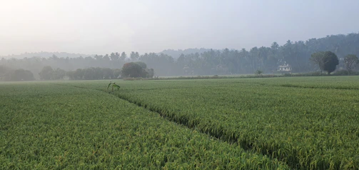 Farmland with rich soil and a backdrop of Madurai's traditional temple architecture.