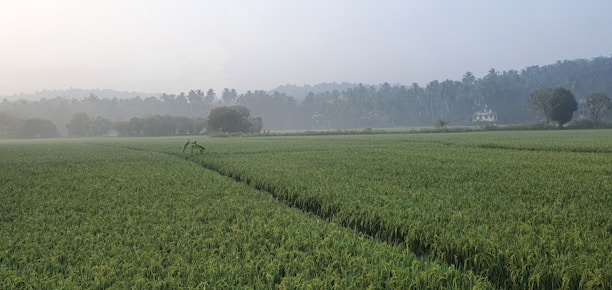 A vast expanse of lush green paddy fields stretches across the landscape, bordered by a line of tall coconut trees in the hazy background. A small house is nestled within the trees, adding a rural charm to the scene.