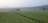 A vast expanse of lush green paddy fields stretches across the landscape, bordered by a line of tall coconut trees in the hazy background. A small house is nestled within the trees, adding a rural charm to the scene.