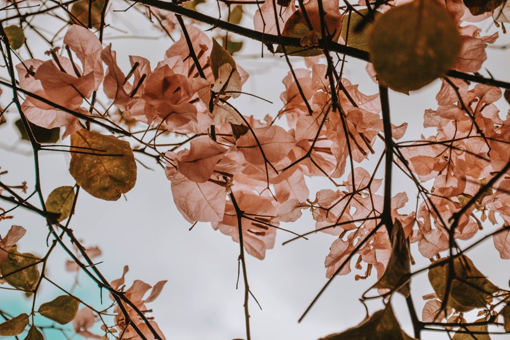 feuilles brunes sur une branche d’arbre brune