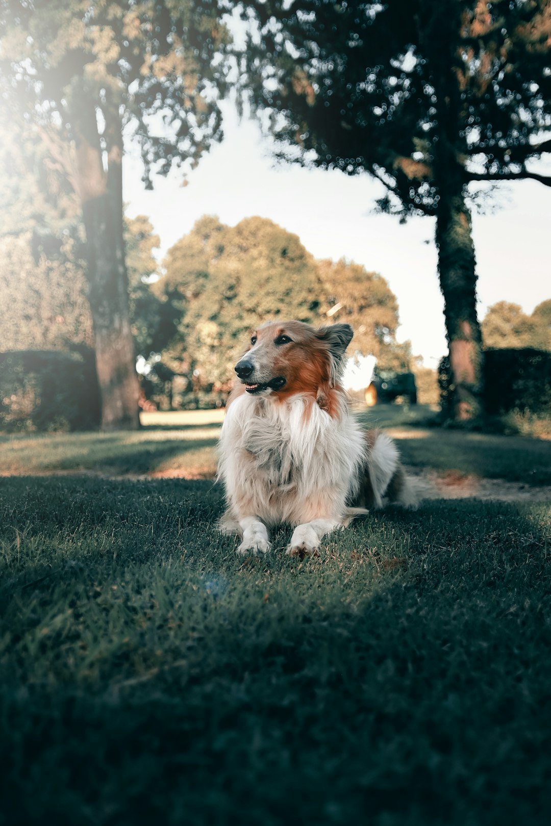 white and brown long coated dog sitting on ground during daytime