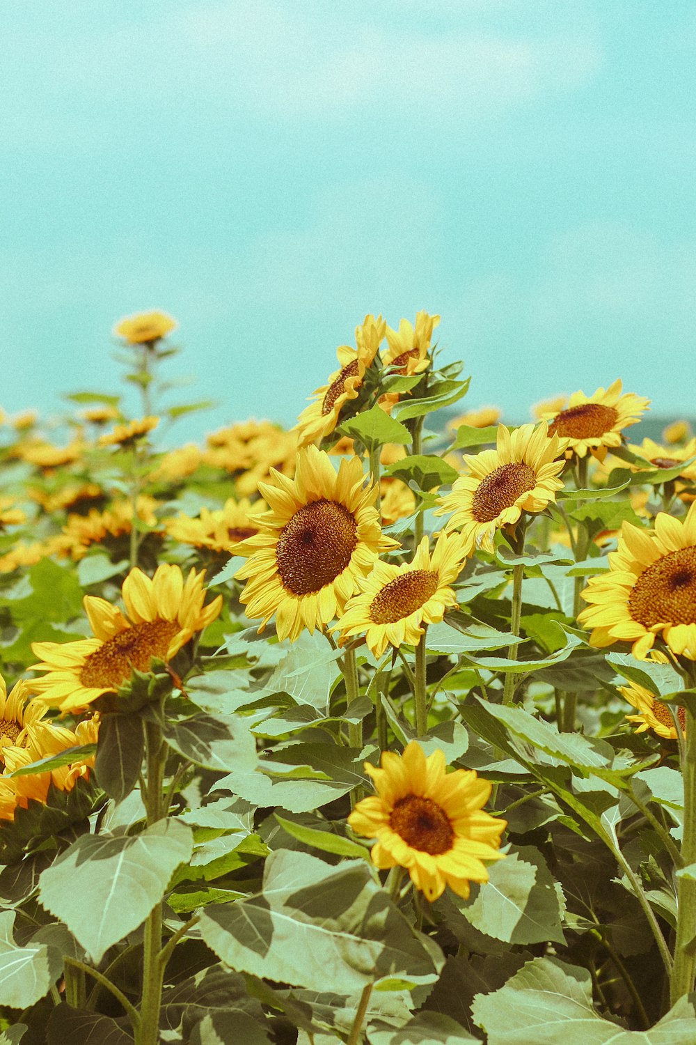 yellow sunflower field under blue sky during daytime