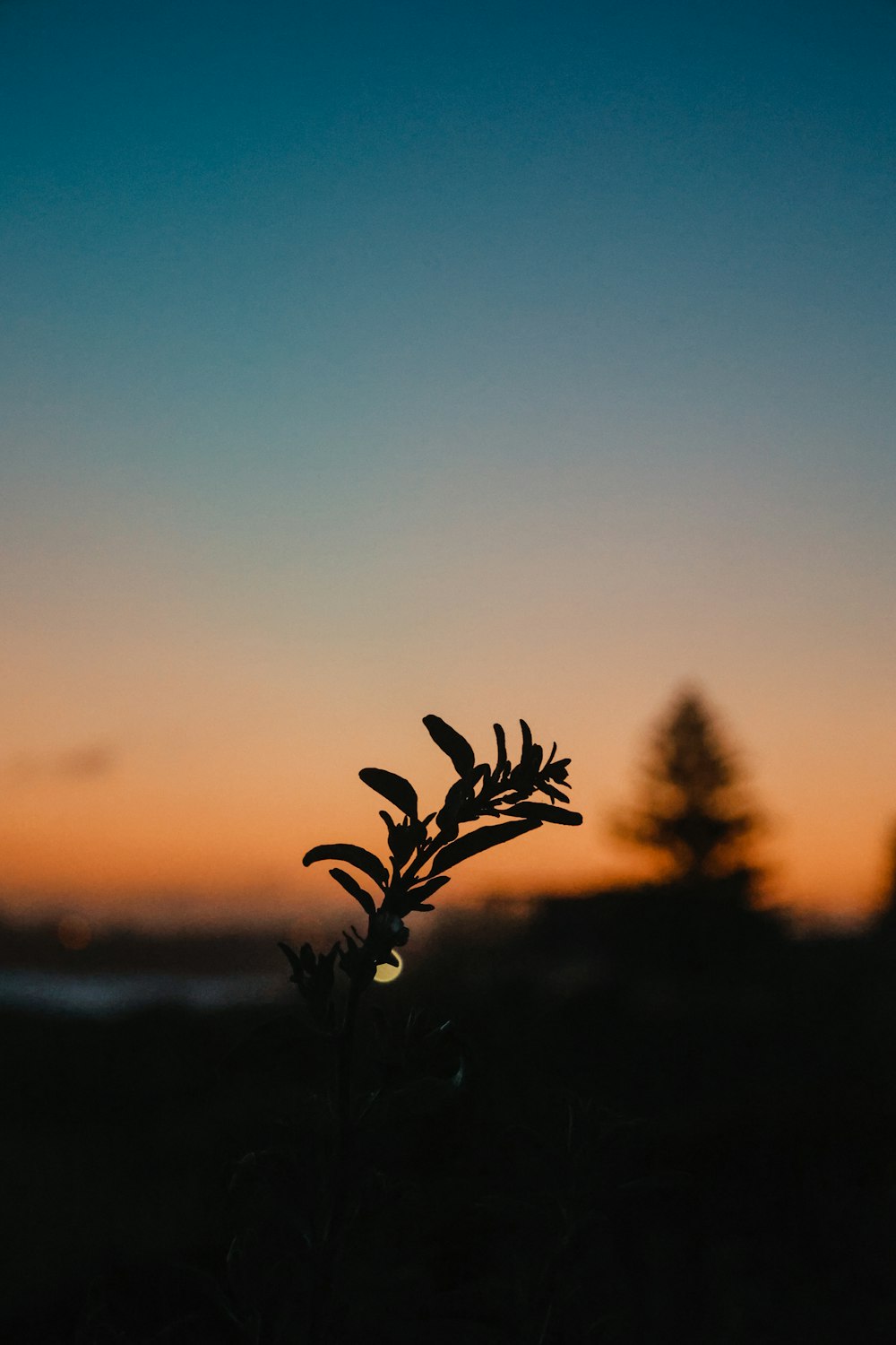 silhouette of plant during sunset