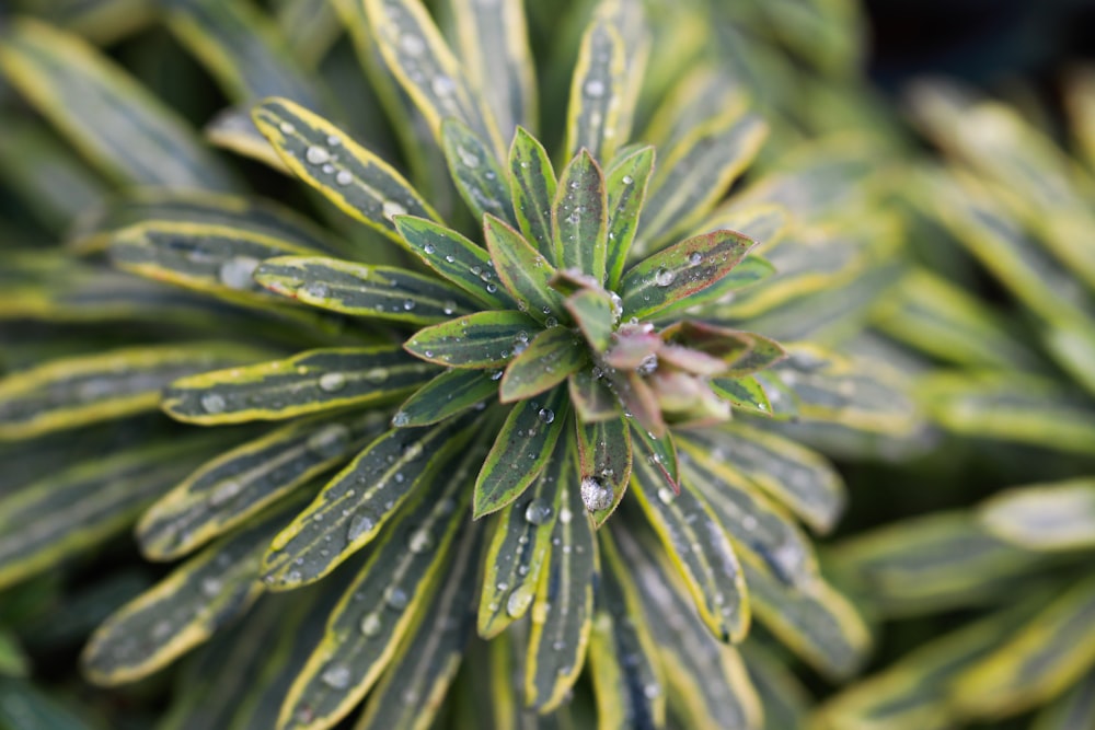 green and purple flower in macro lens photography