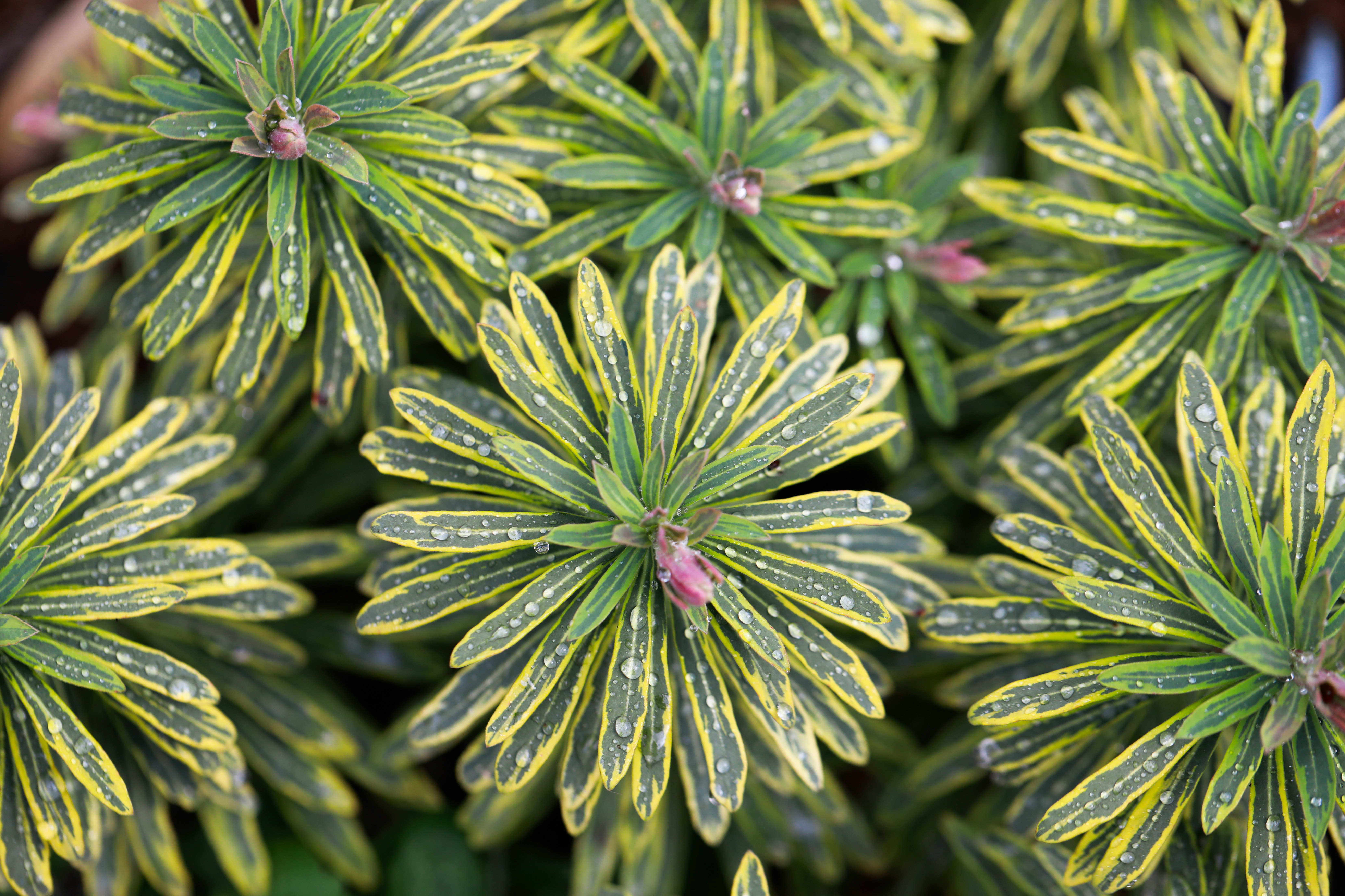 鬼棲閣(Euphorbia guillauminiana)