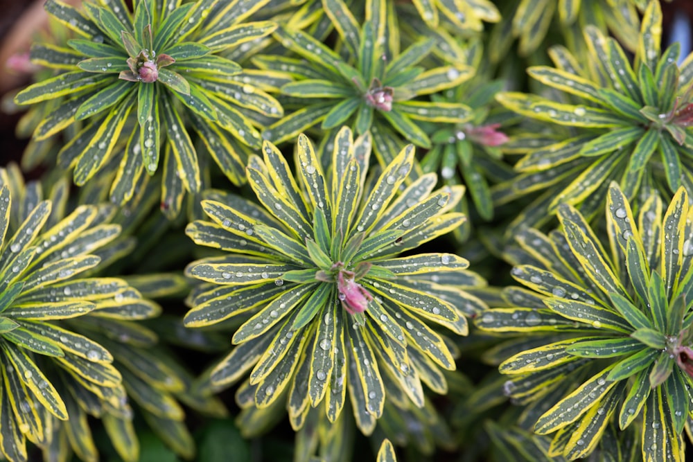 green plant with water droplets