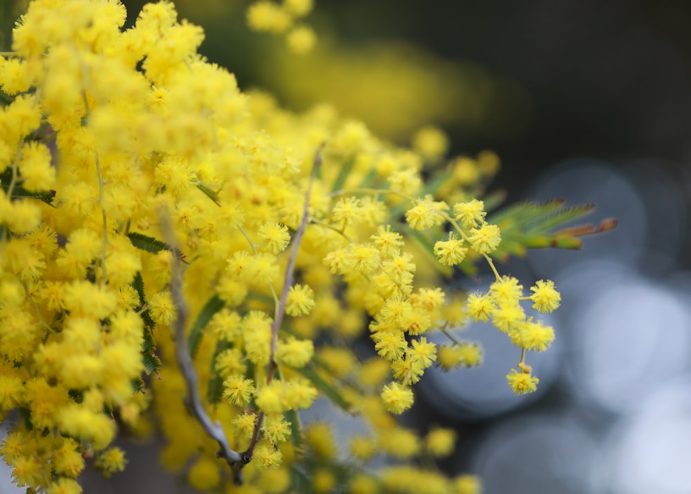 yellow flowers in tilt shift lens