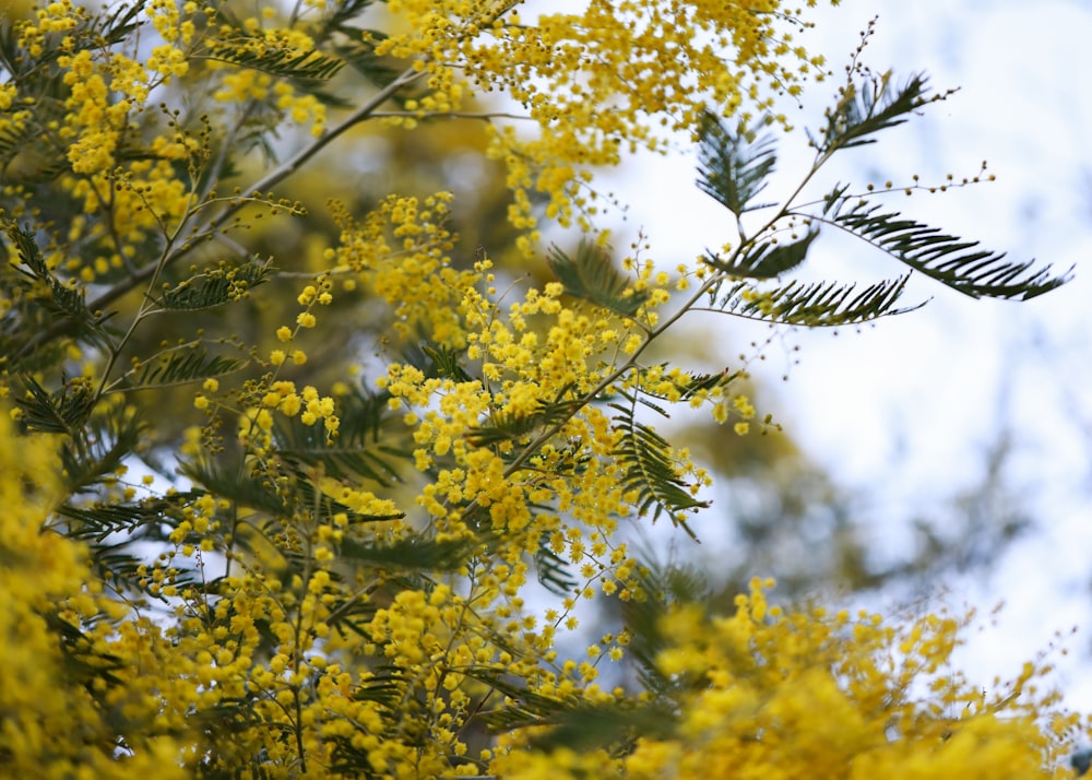 folhas amarelas na lente de deslocamento de inclinação