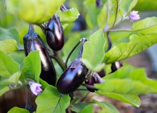 purple flower bud in macro shot