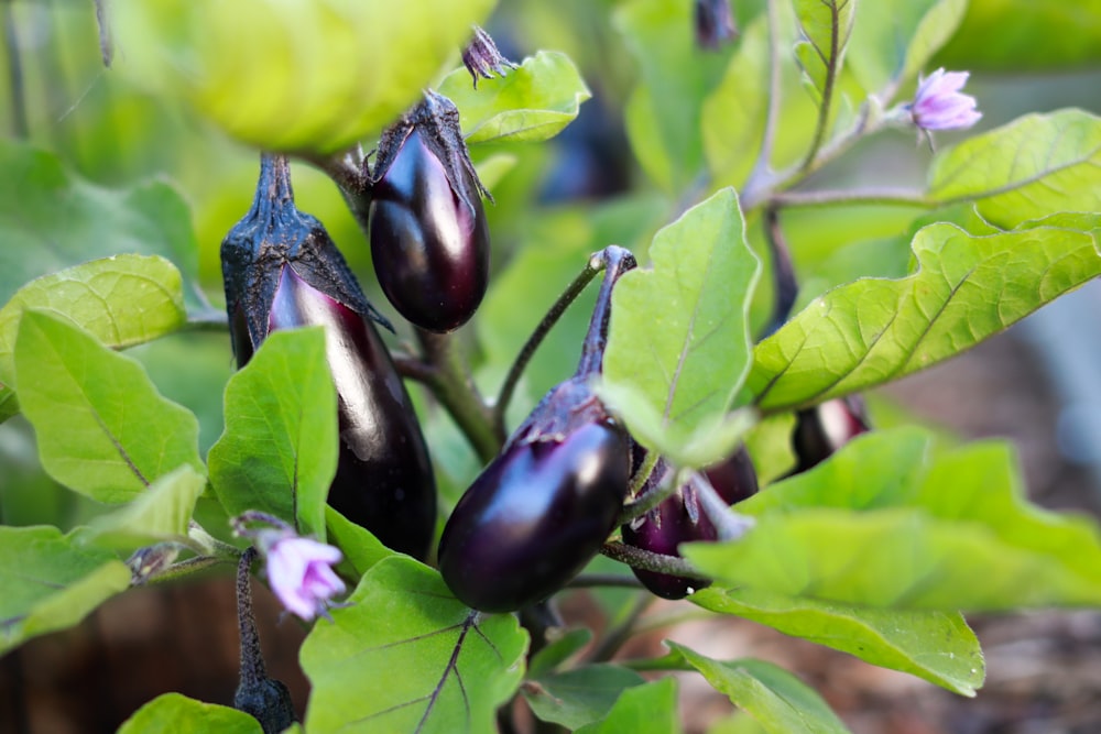 purple flower bud in macro shot