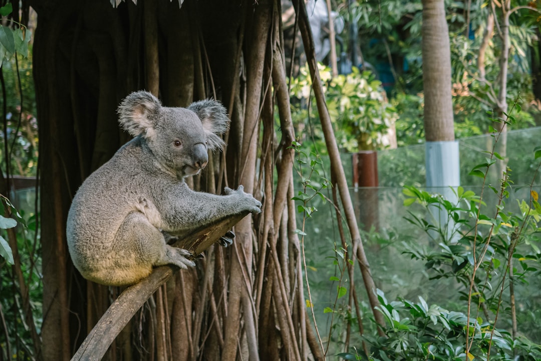 koala bear on brown tree branch during daytime