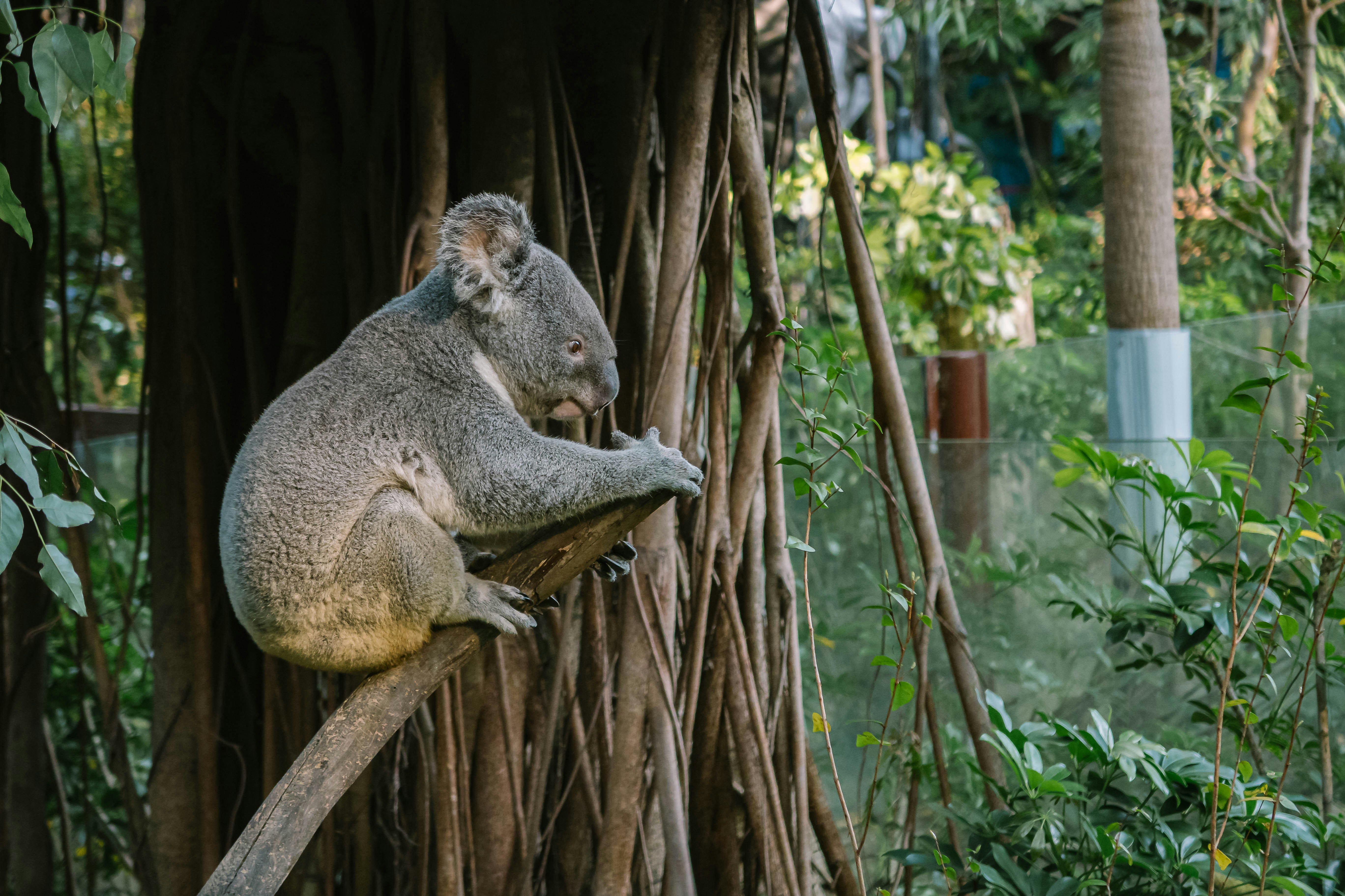 koala bear on brown tree branch during daytime