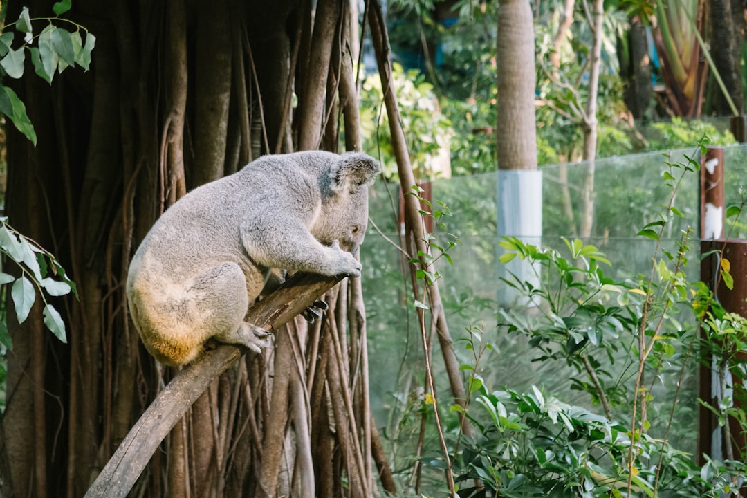 koala bear on brown tree branch during daytime