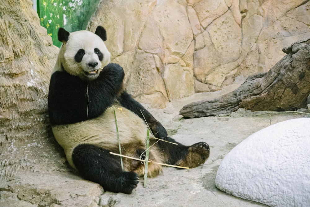 panda couché sur la neige blanche pendant la journée