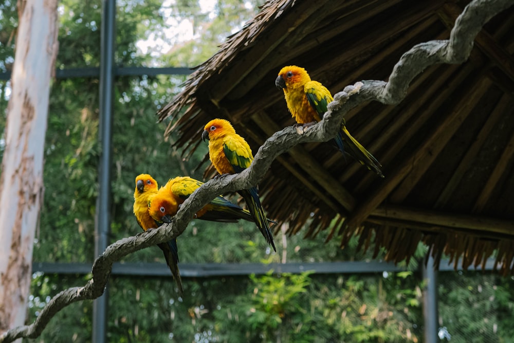 two yellow and red birds on brown wooden stick