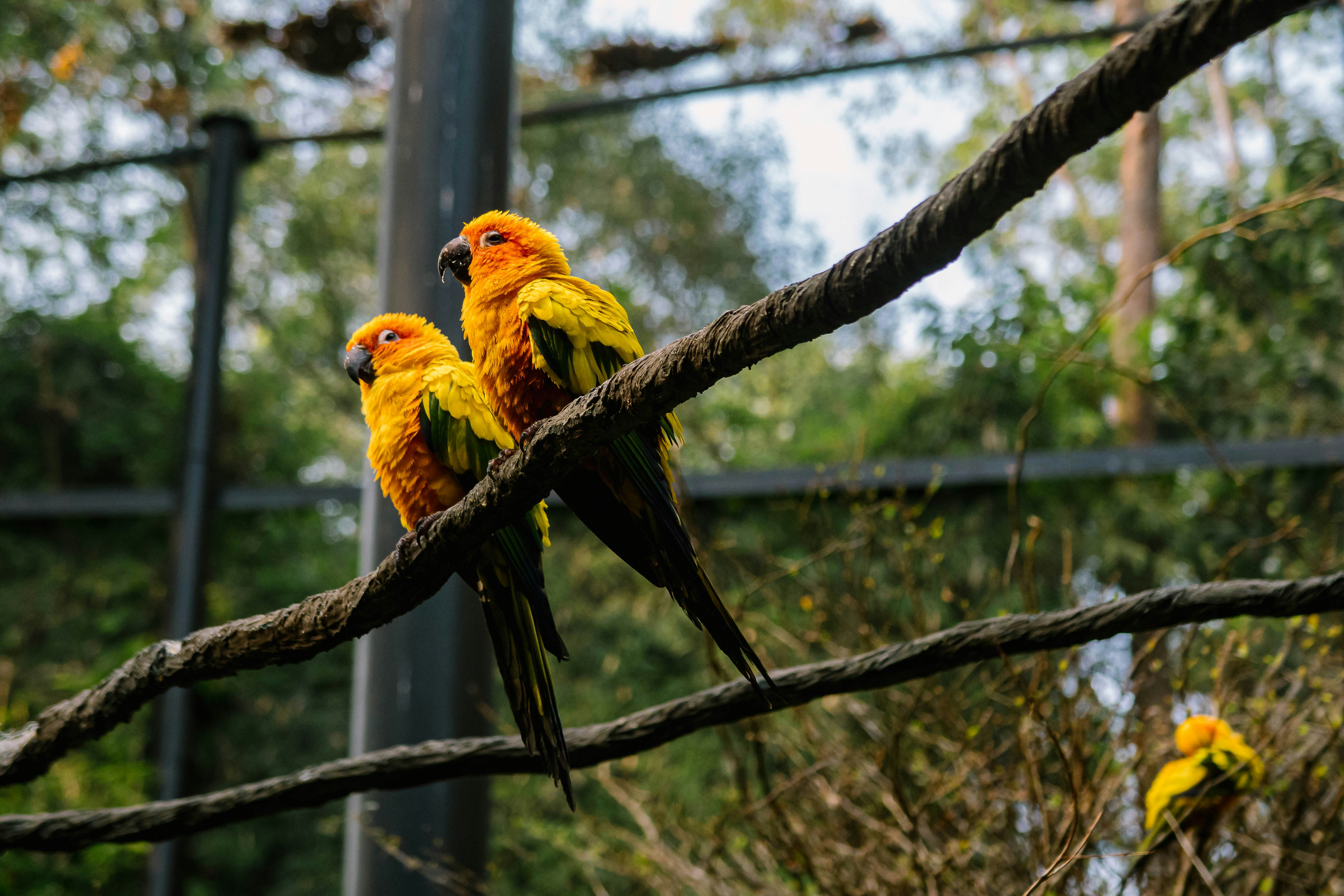 two yellow and red birds on brown tree branch during daytime